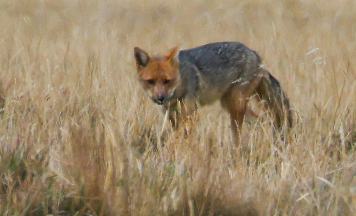 Andean Fox