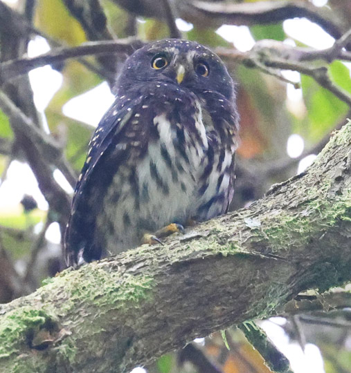 Andean Pygmy-owl