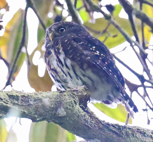 Andean Pygmy-owl