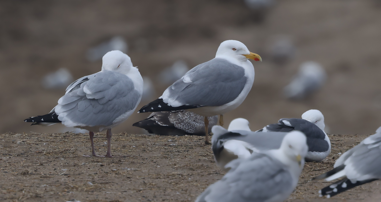 Lesser Black-backed Gull X Herring Gull hybrid (adult)