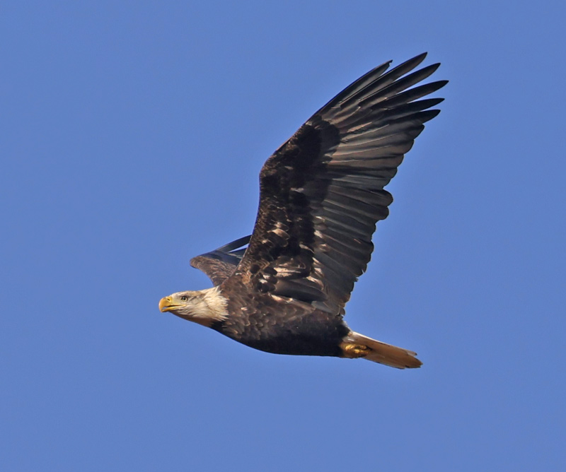 Bald Eagle (4th cycle in flight)