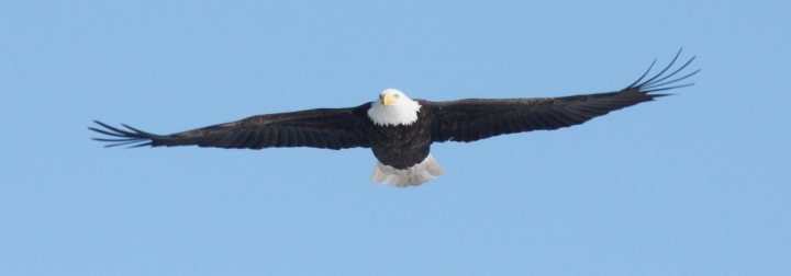 Bald Eagle (adult in flight)