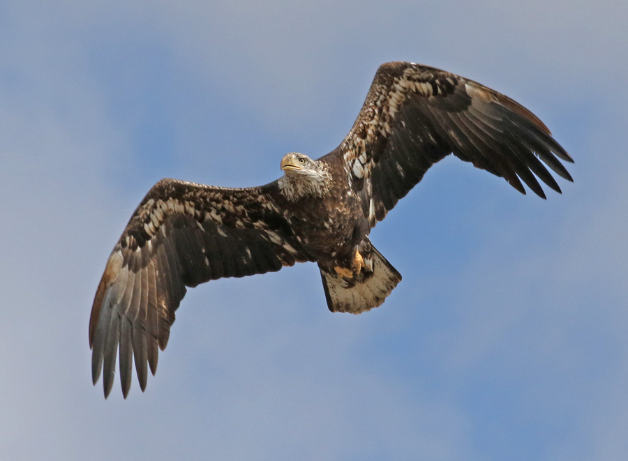 Bald Eagle Photo 1
