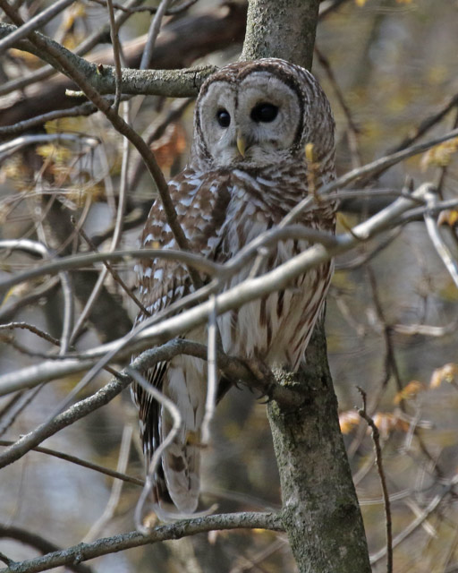 Barred Owl Photo 8