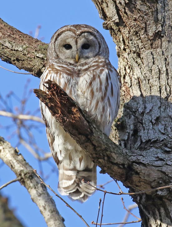Barred Owl Photo 1