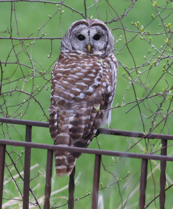 Barred Owl Photo 8