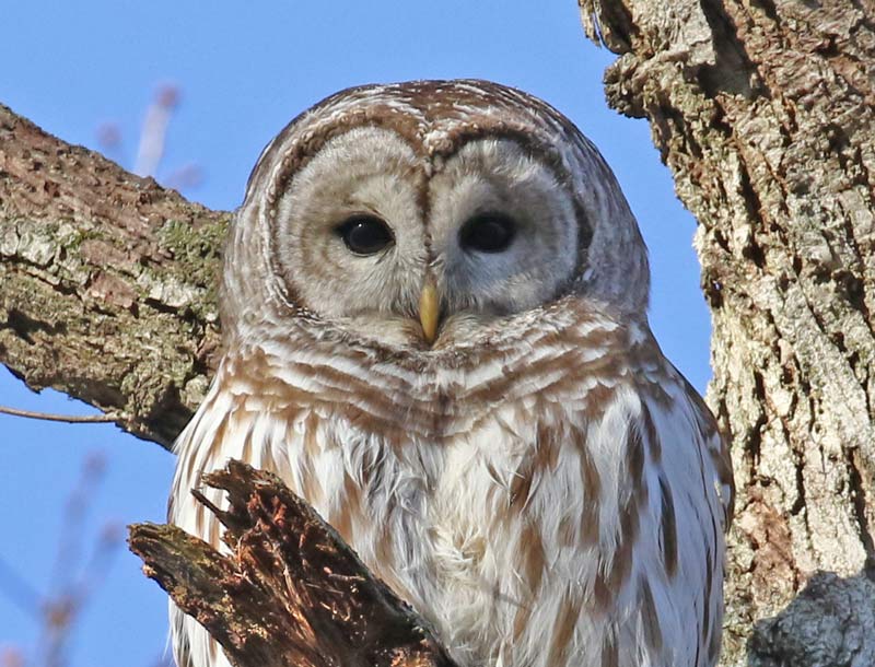 Barred Owl Photo 2