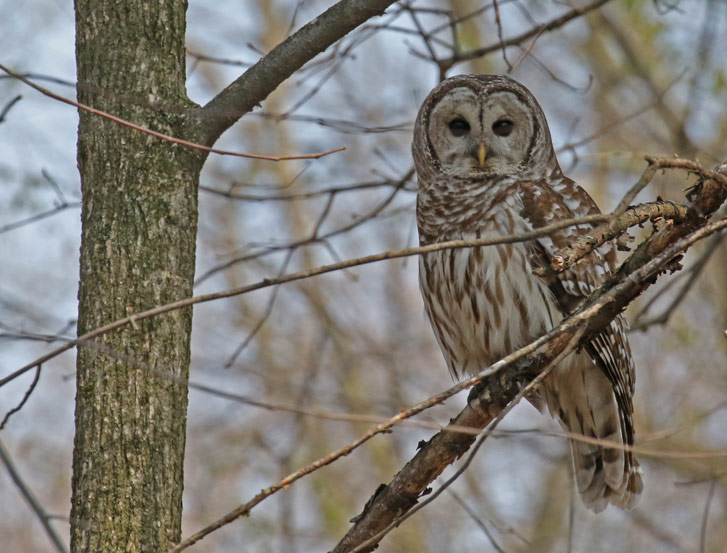 Barred Owl Photo 7