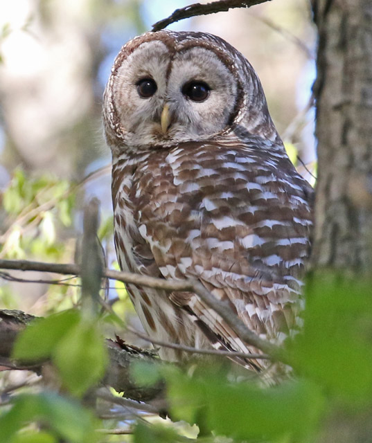Barred Owl Photo 4