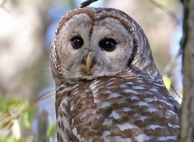 Barred Owl Photo 5