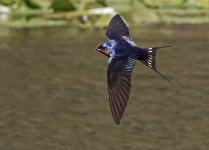 Barn Swallow (adult in flight)