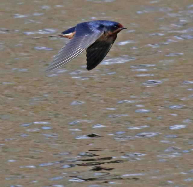Barn Swallow (adult in flight)