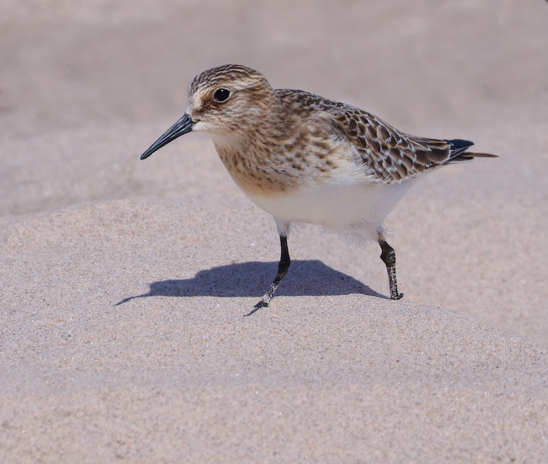 Baird's Sandpiper (juvenile) photo #1
