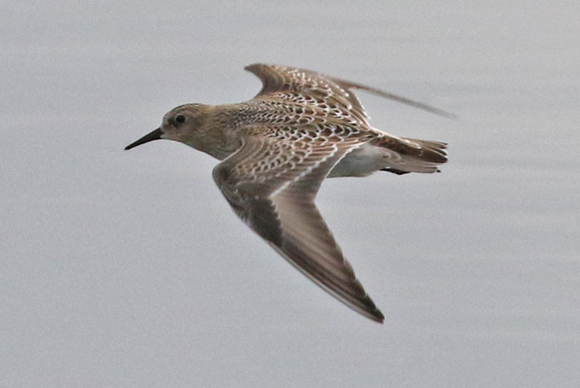 Baird's Sandpiper (juvenile in flight)