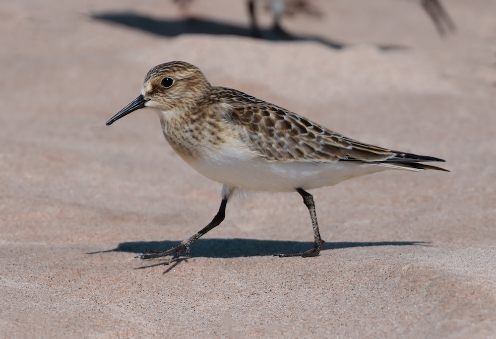 Baird's Sandpiper (juvenile) photo #2