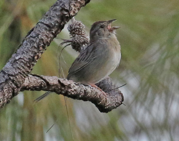 Bachman's Sparrow photo 1