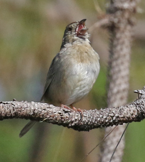 Bachman's Sparrow photo 3