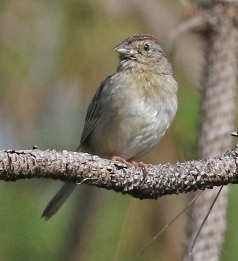 Bachman's Sparrow photo 2