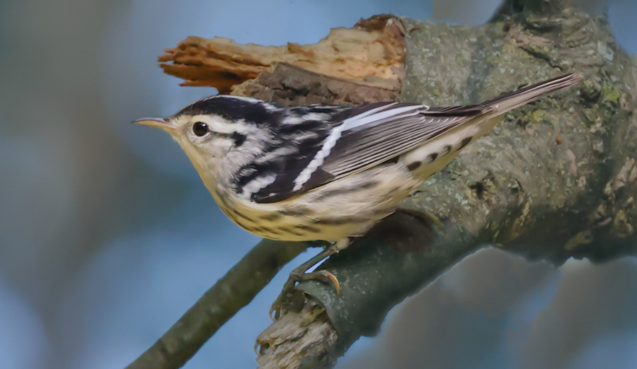 Black and White Warbler (1st fall female)