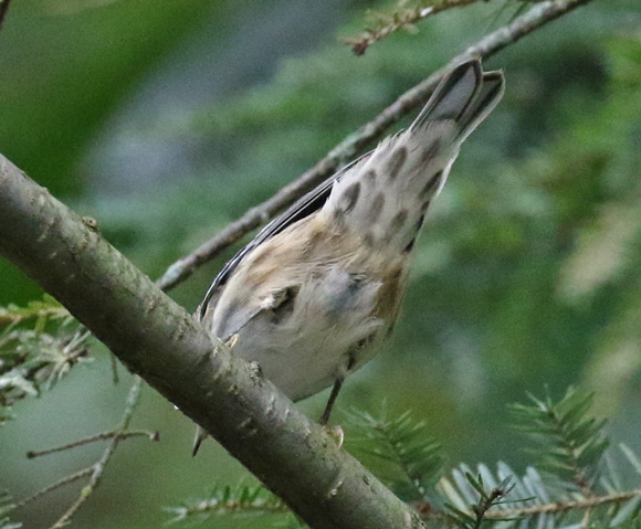 Black and White Warbler (1st fall female)