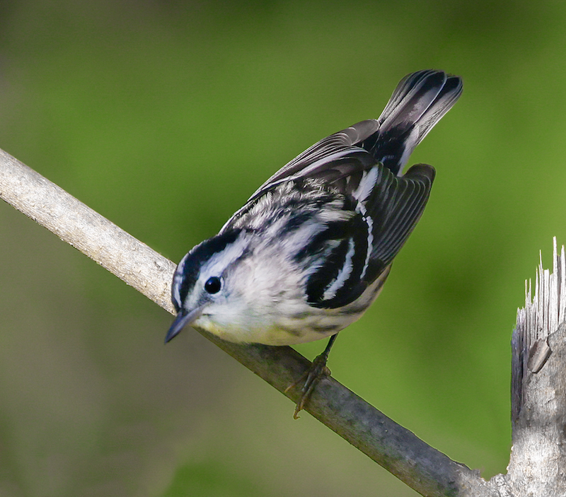 Black and White Warbler