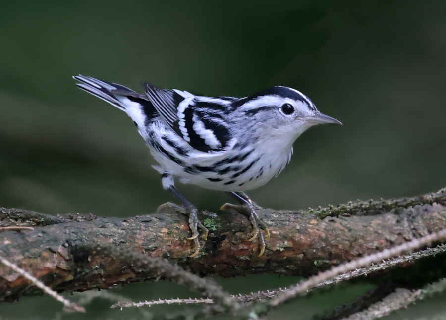 Black and White Warbler