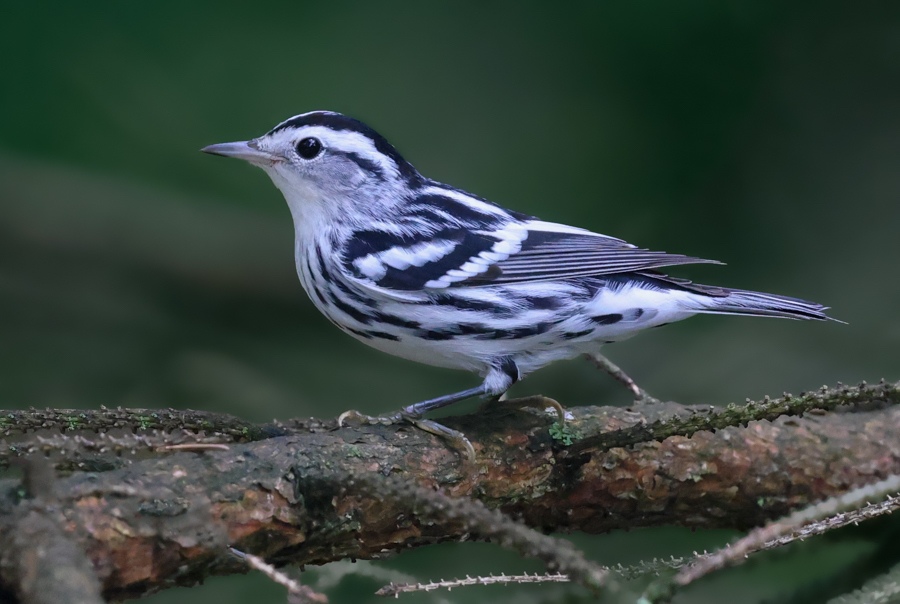 Black and White Warbler