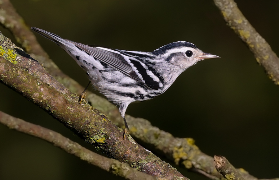 Black and White Warbler