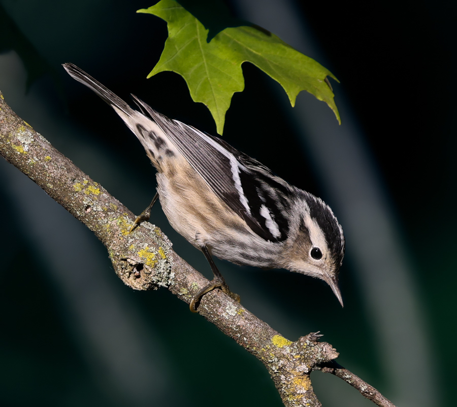 Black and White Warbler (1st fall female)
