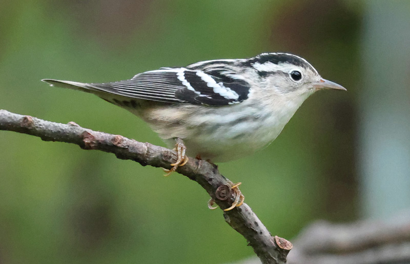 Black and White Warbler