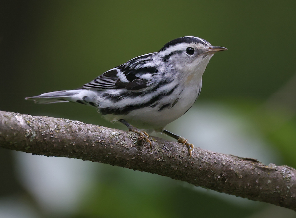 Black and White Warbler