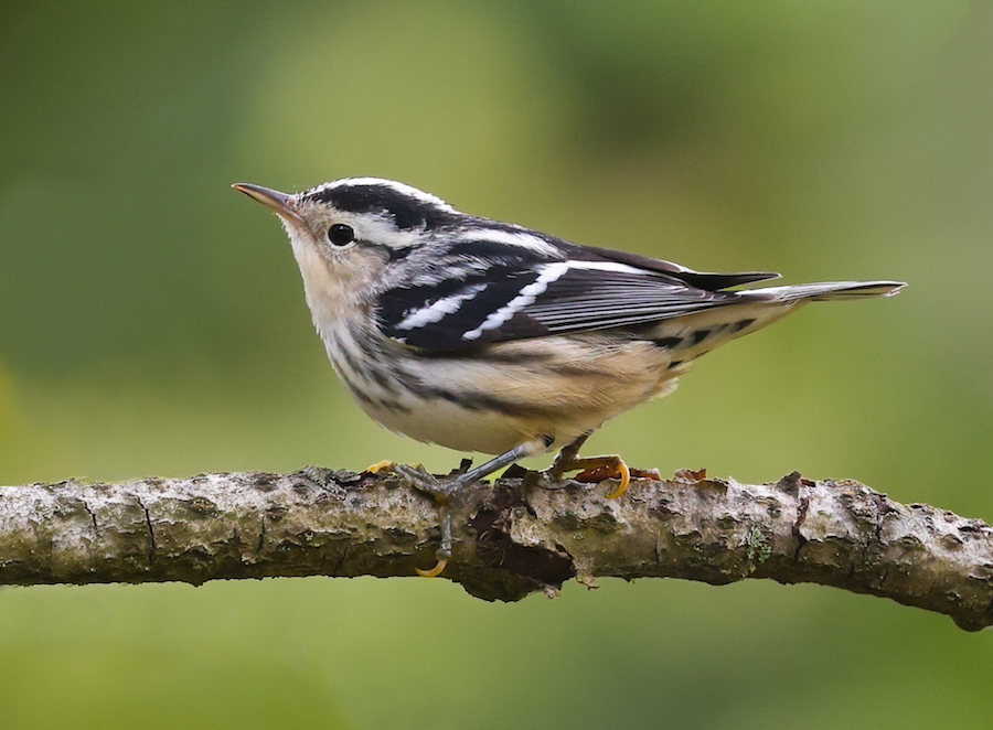 Black and White Warbler (1st fall female)
