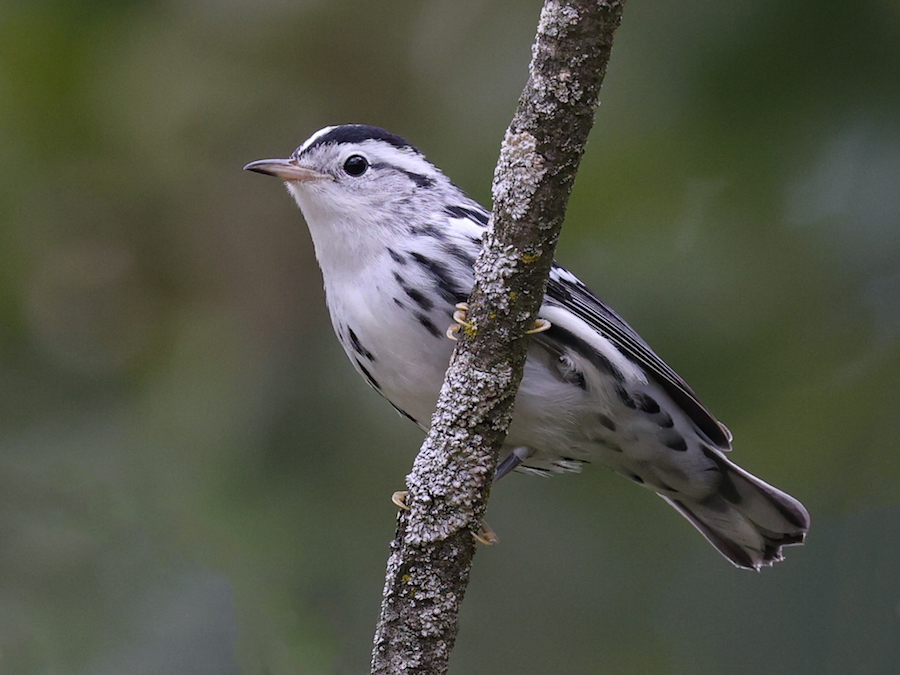 Black and White Warbler