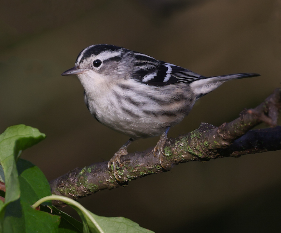 Black and White Warbler