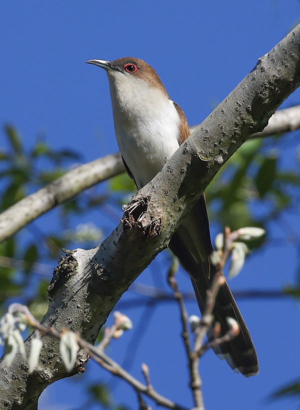 Black-billed Cuckoo