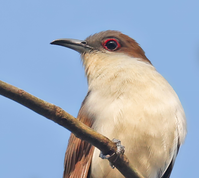 Black-billed Cuckoo