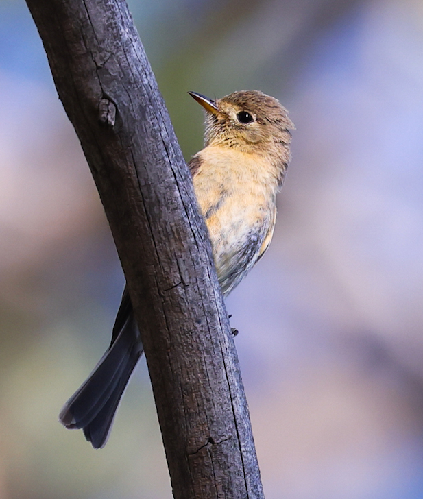 Buff-breasted Flycatcher