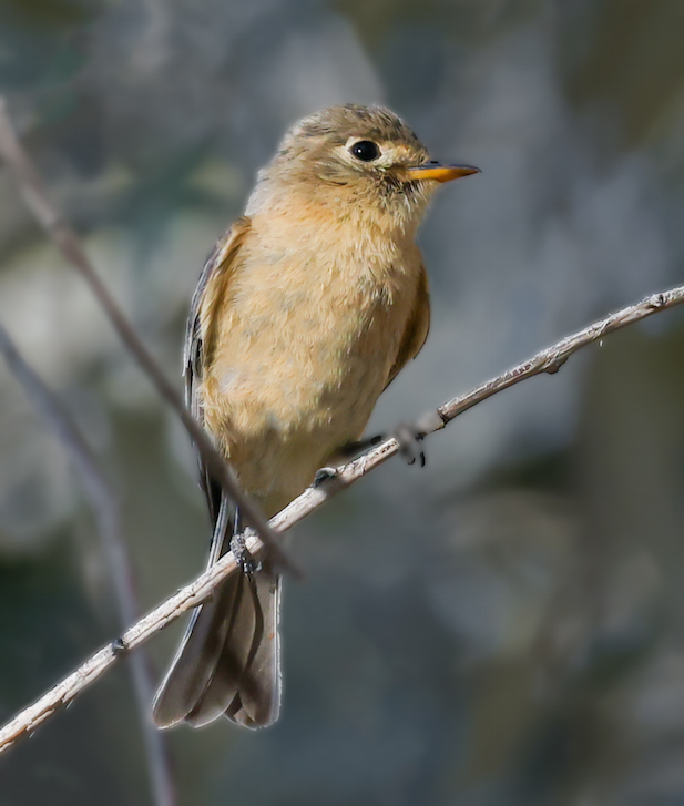 Buff-breasted Flycatcher