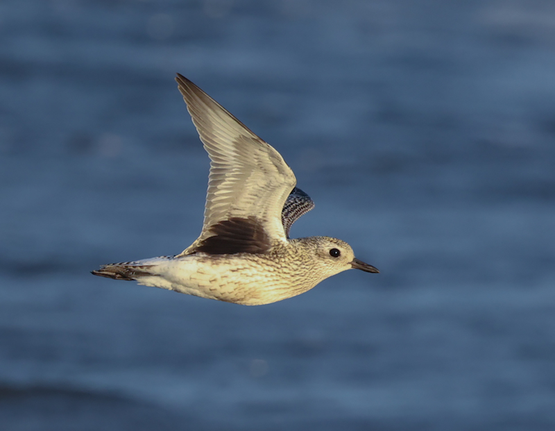 Black-bellied Plover (juvenile in flight)