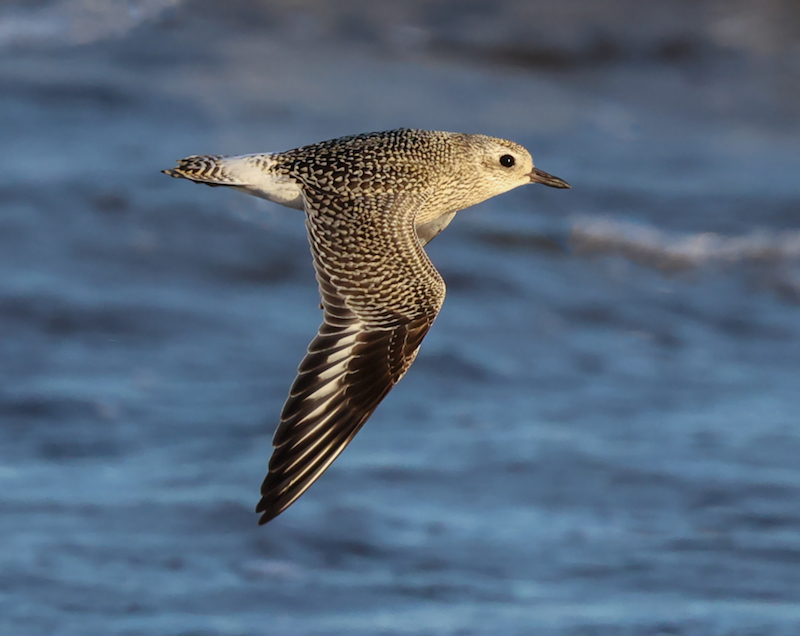 Black-bellied Plover (juvenile in flight)