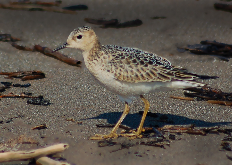 Buff-breasted Sandpiper