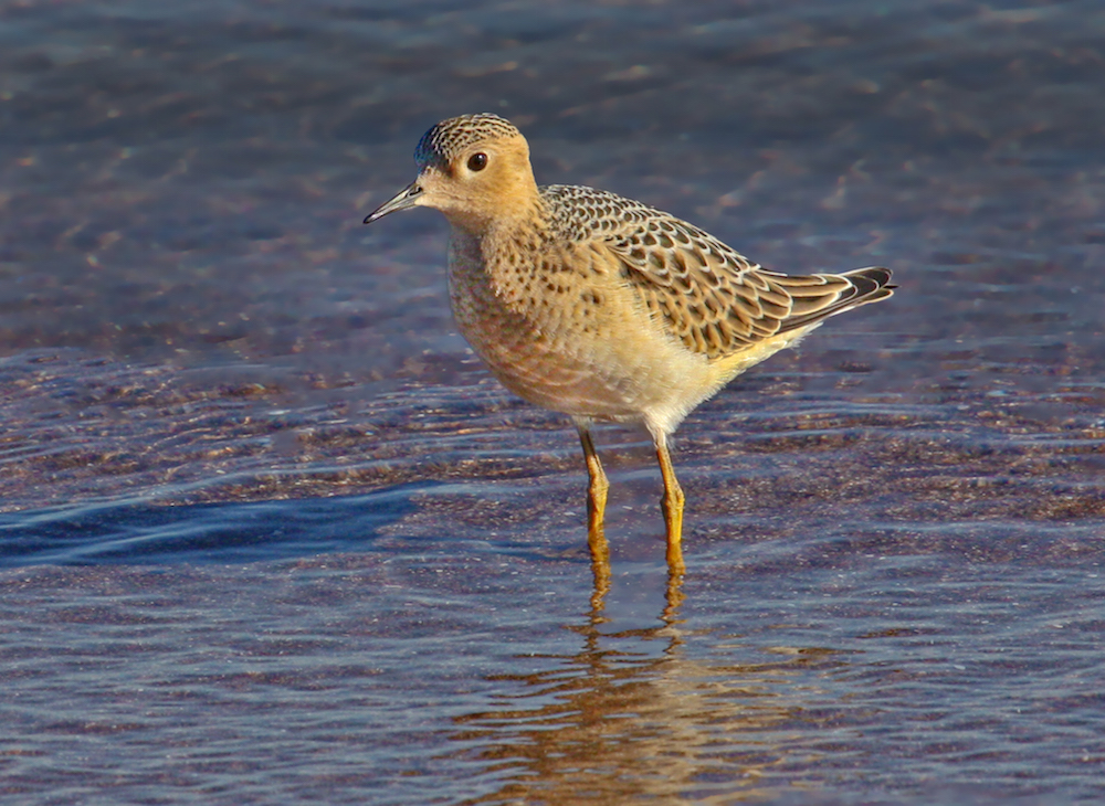Buff-breasted Sandpiper