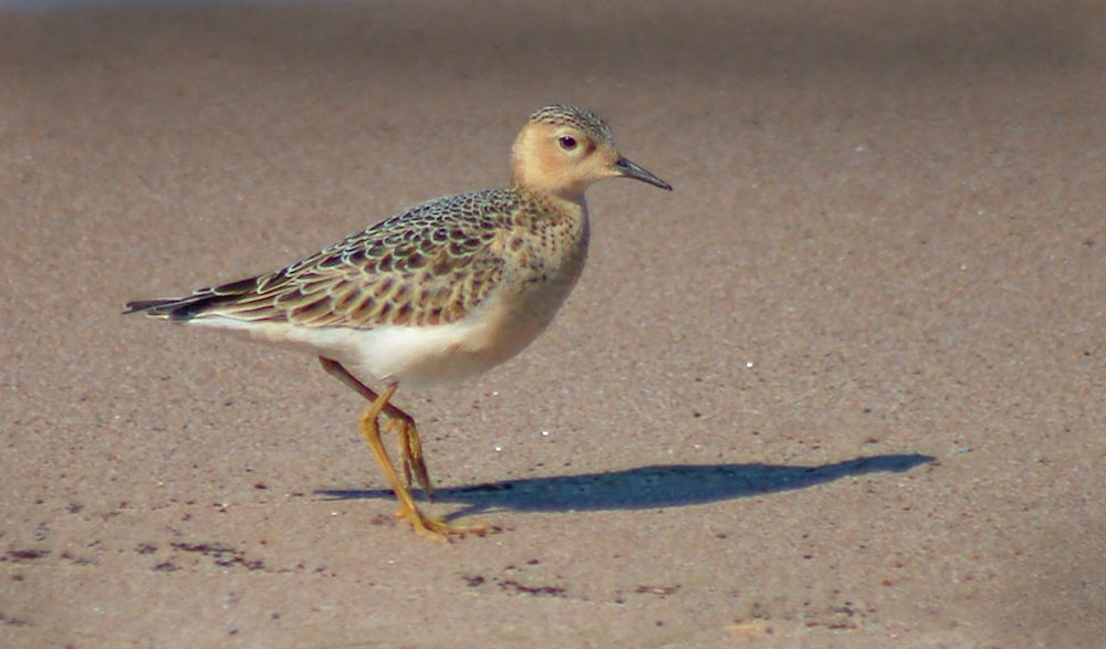 Buff-breasted Sandpiper