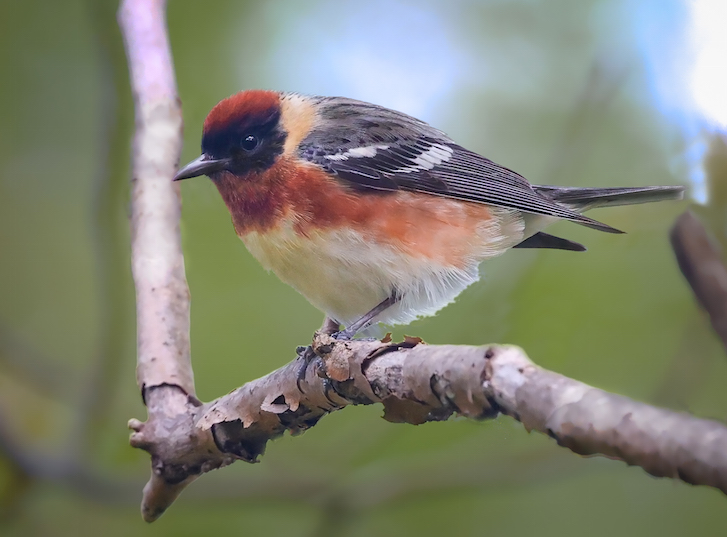 Bay-breasted Warbler