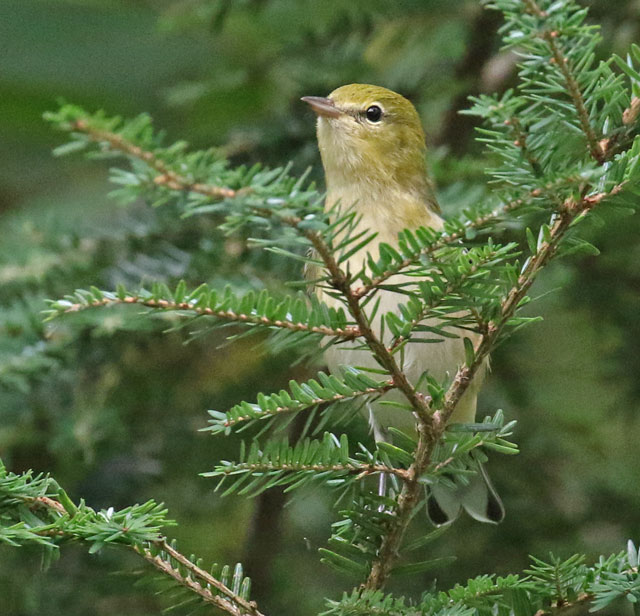 Bay-breasted Warbler (1st fall female) photo #3