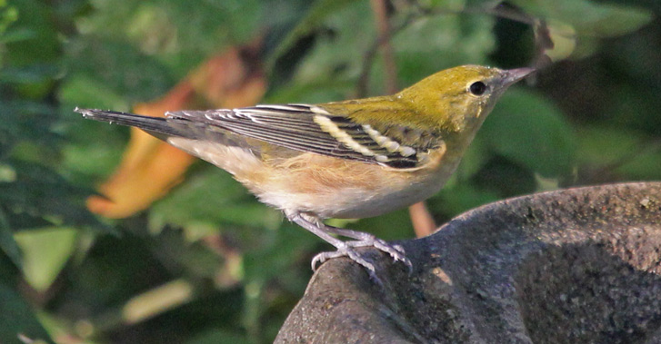 Bay-breasted Warbler (1st fall male or fall adult female)