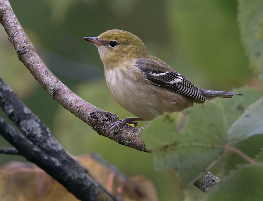 Bay-breasted Warbler (1st fall male or fall adult female)