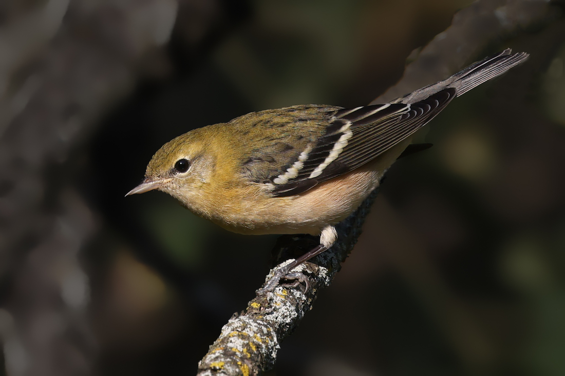 Bay-breasted Warbler (1st fall male or fall adult female)