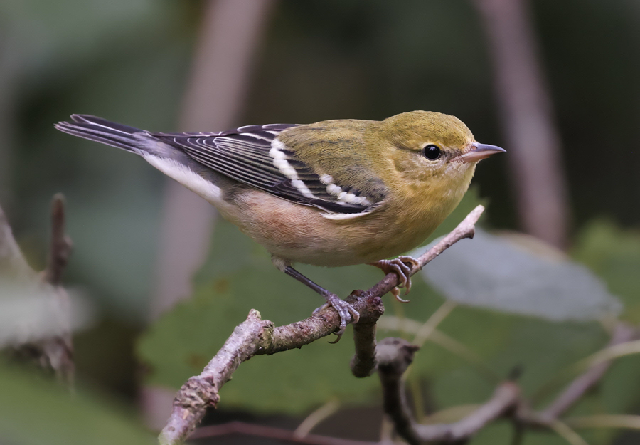 Bay-breasted Warbler (1st fall male or fall adult female)