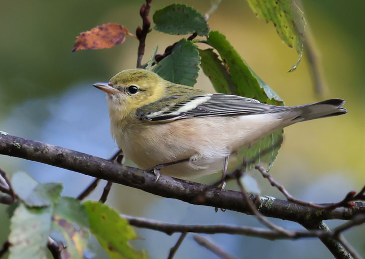 Bay-breasted Warbler (1st fall male or fall adult female)